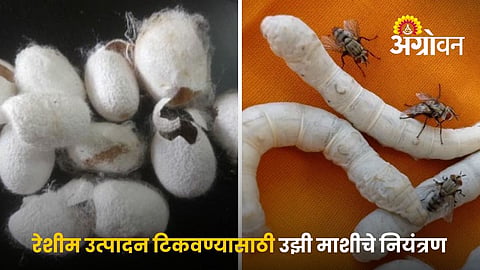 Uzifly Infestation In Silkworm Rearing