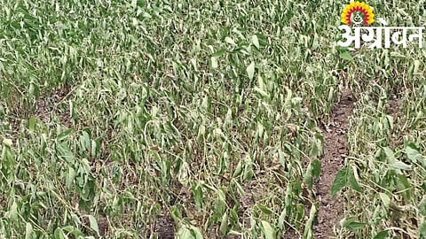 Kharif Distress 