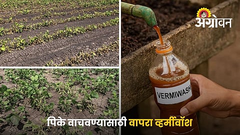 Vermiwash For Water Stress Management