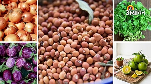 Maharashtra agriculture market rates latest update