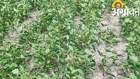 Nanded Agriculture
