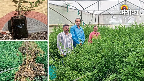 Maharashtra farmers citrus nursery technology