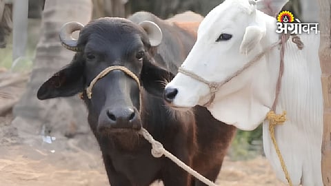 Maharashtra dairy farming new government decision