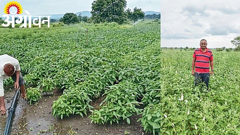 Crop Damage