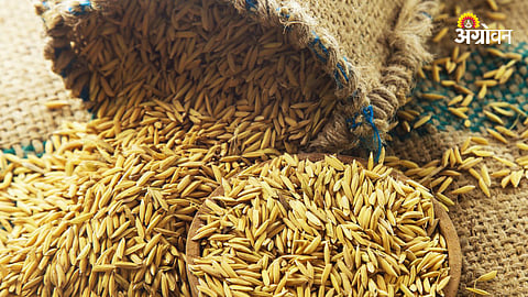 Paddy Procurement