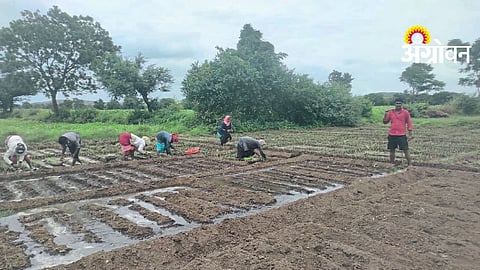 Monsoon Onion Cultivation