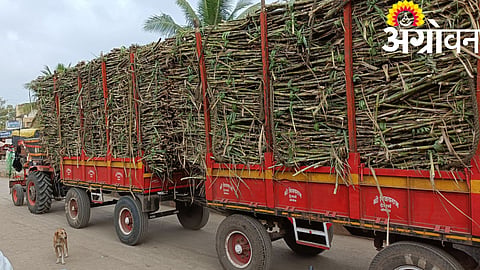 Sugarcane Transport 