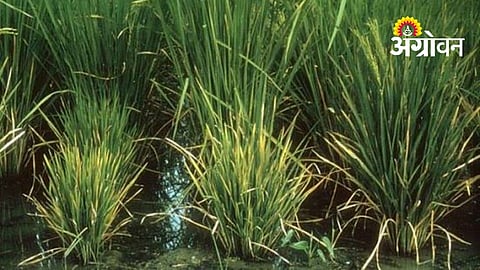 Delayed Paddy Transplanting Raises Crop Loss Concerns