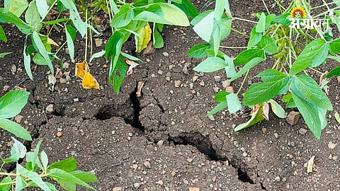 Drought In Maharashtra