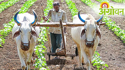 Banks Urged to Speed Up Crop Loan Distribution