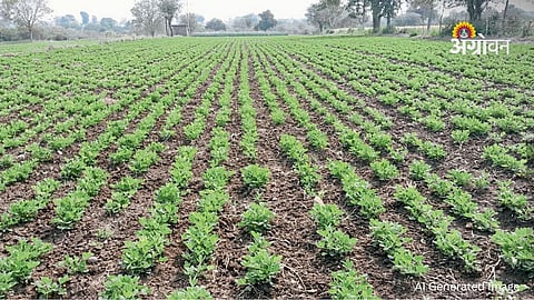 Groundnut Cultivation Holds Steady Across Khandesh