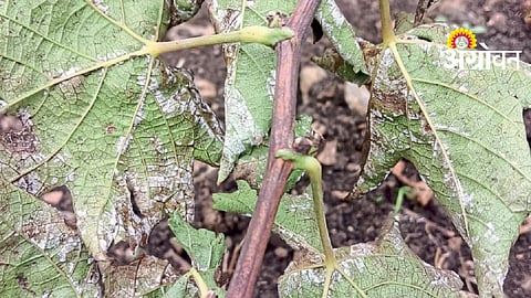 Grape Crop Protection