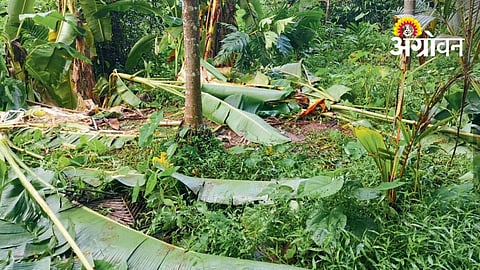 Onkar Elephant Damages Crops And Orchards
