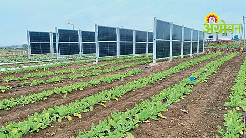 Agrivoltaic Research