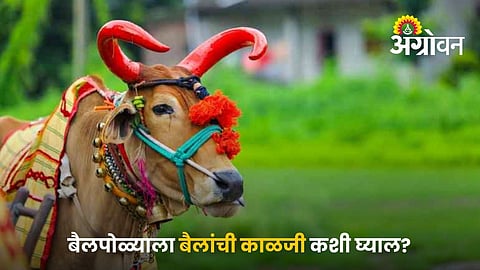 Bullock Care During Pola Festival