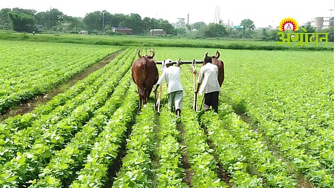 Crop Loan Distribution