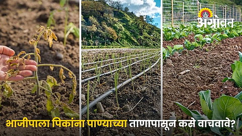 Maintain Soil Moisture In Vegetable Crops