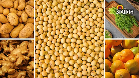 Daily agricultural commodity prices Maharashtra