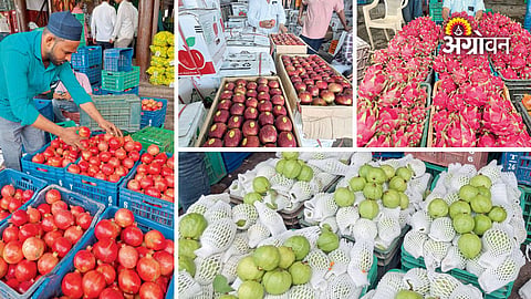 Gultekdi fruit market seasonal fruit arrivals