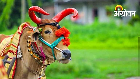 Bullock Care During Pola Festival