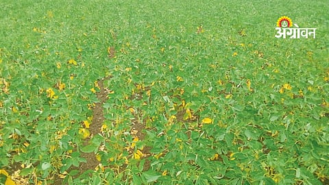 Soybean Crop Crisis