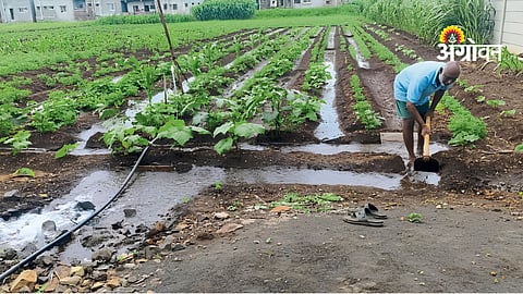 Kharif Farming