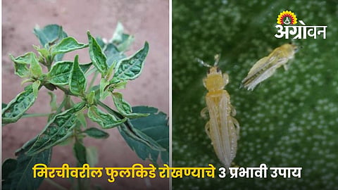 Effective Ways To Control Thrips In Chilli Crop