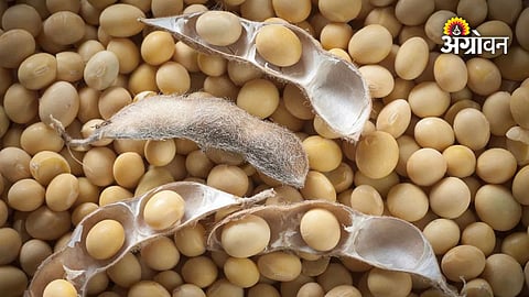 Soybean production forecast for Maharashtra