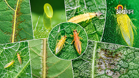 Thrips pest control measures for cotton farmers