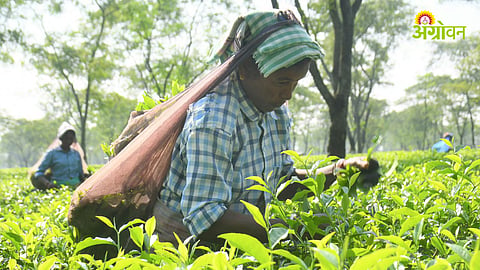 El Nino Impact, Tea Production