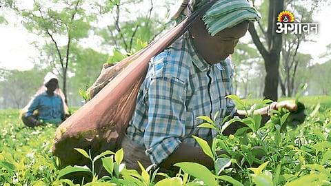 Climate change impact on tea production