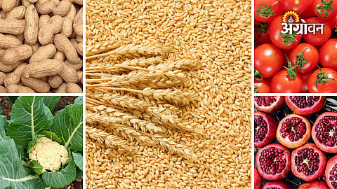 Daily market rates for farmers in Maharashtra