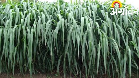 Fodder Scarcity