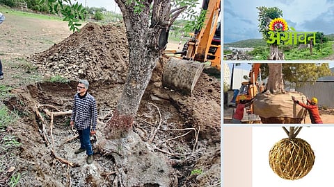 Tree Transplantation