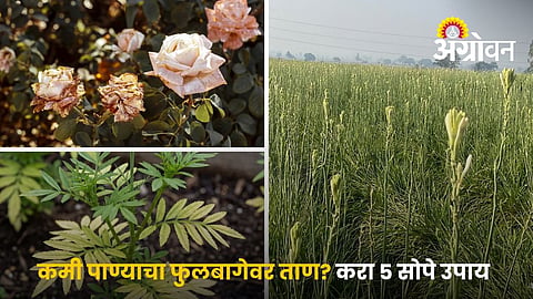 Save Marigold, Rose And Chrysanthemum From Water Stress