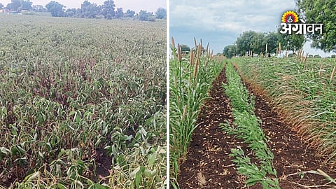 Kharif Crops 