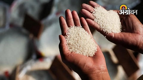 Rice market prices increase amid ethanol demand