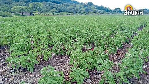 Potato crop facing water stress due to poor rainfall