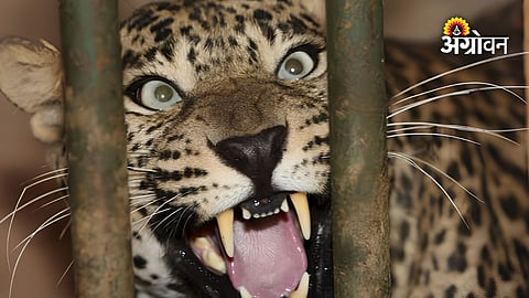 Leopard Attacks