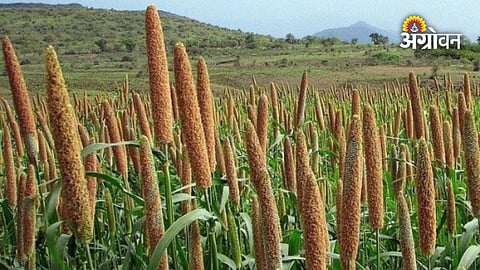 Kharif bajra sowing in Maharashtra