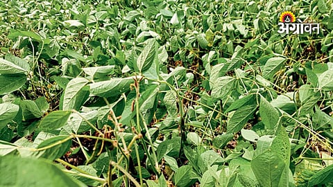 Rainfall deficit threatens flowering Kharif crops