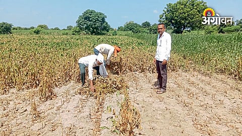 Maharashtra soybean crop affected by dry spell