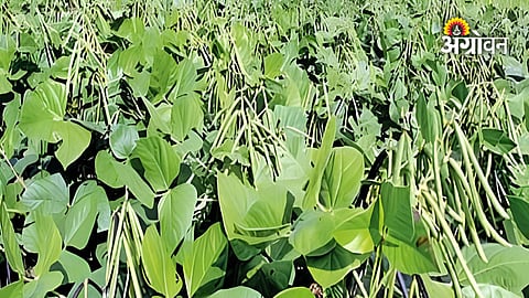 Urad Crop Damage