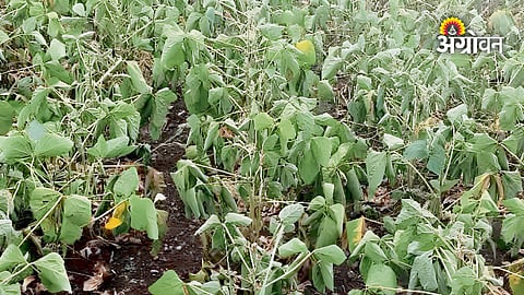 Nanded Rain Deficit