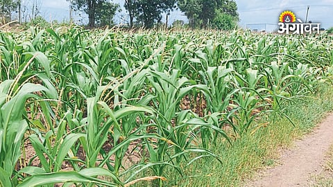 Yeola Rain Deficit