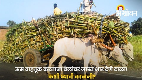 Sugarcane Transport Essential Care Tips For Bullocks