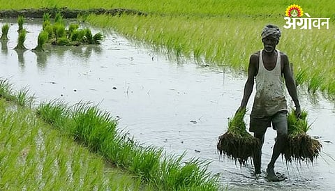 Paddy Procurement