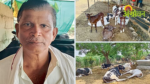 Livestock Farming Management
