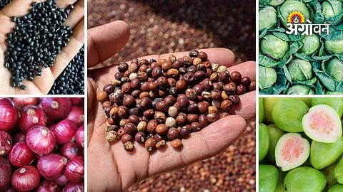 APMC market rates for farmers in Maharashtra