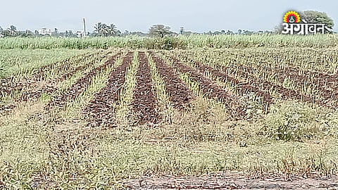 Maharashtra farmers facing water crisis due to weak monsoon